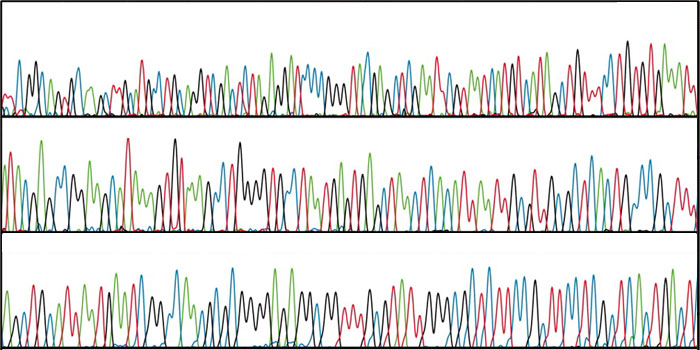 Image Type: DNA graph