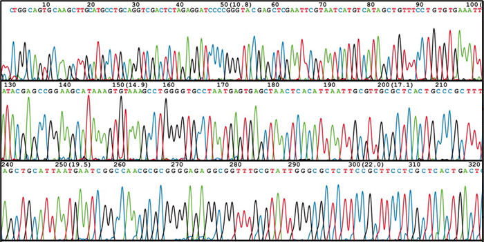 Image Type: DNA graph + DNA sequence